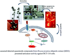 Graphical abstract: Ethanolic extract of Brucea javanica inhibit proliferation of HCT-116 colon cancer cells via caspase activation