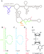 Graphical abstract: Blue-white screening as a new readout for deoxyribozyme activity in bacterial cells