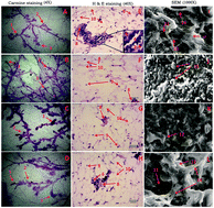 Graphical abstract: Rifaximin, a pregnane X receptor (PXR) activator regulates apoptosis in a murine model of breast cancer