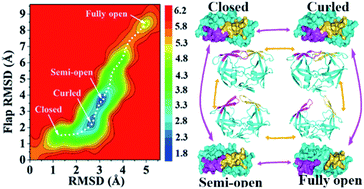 Graphical abstract: Structural insights into HIV-1 protease flap opening processes and key intermediates