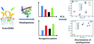 Graphical abstract: Fluorescent binary ensemble with pattern recognition ability for identifying multiple metalloproteins with applications in serum and urine