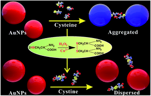 Graphical abstract: Cu2+-catalyzed and H2O2-facilitated oxidation strategy for sensing copper(ii) based on cysteine-mediated aggregation of gold nanoparticles