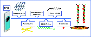 Graphical abstract: Early detection of Alzheimer's disease using a biosensor based on electrochemically-reduced graphene oxide and gold nanowires for the quantification of serum microRNA-137