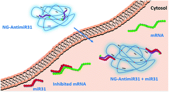 Graphical abstract: Nanogel-antimiR-31 conjugates affect colon cancer cells behaviour