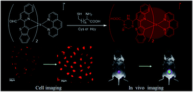 Graphical abstract: A near-infrared phosphorescent iridium(iii) complex for imaging of cysteine and homocysteine in living cells and in vivo