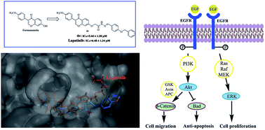 Graphical abstract: Synthesis, characterization and biological evaluation of formononetin derivatives as novel EGFR inhibitors via inhibiting growth, migration and inducing apoptosis in breast cancer cell line