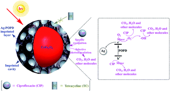 Graphical abstract: Construction of stable core–shell imprinted Ag-(poly-o-phenylenediamine)/CoFe2O4 photocatalyst endowed with the specific recognition capability for selective photodegradation of ciprofloxacin