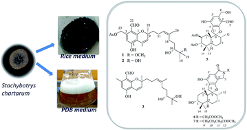 Graphical abstract: Antiviral and anti-inflammatory meroterpenoids: stachybonoids A–F from the crinoid-derived fungus Stachybotrys chartarum 952