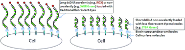 Graphical abstract: Double-stranded DNA-scaffolded fluorescent probes for fluorescence imaging of cell-surface molecules