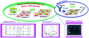 Graphical abstract: Electrostatically driven scalable synthesis of MoS2–graphene hybrid films assisted by hydrophobins