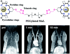 Graphical abstract: Poly(ethylene glycol) modified Mn2+ complexes as contrast agents with a prolonged observation window in rat MRA