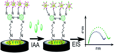 Graphical abstract: A highly sensitive electrochemical impedance immunosensor for indole-3-acetic acid and its determination in sunflowers under salt stress