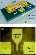Graphical abstract: Highly sensitive extended gate-AlGaN/GaN high electron mobility transistor for bioassay applications