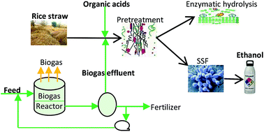 Graphical abstract: Efficient hydrolysis and ethanol production from rice straw by pretreatment with organic acids and effluent of biogas plant
