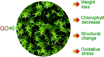Graphical abstract: Toxicity of graphene oxide to white moss Leucobryum glaucum