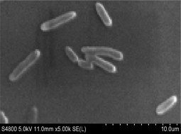 Graphical abstract: Conversion mechanism of heptachlor by a novel bacterial strain