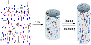 Graphical abstract: Restorable, high-strength poly(N-isopropylacrylamide) hydrogels constructed through chitosan-based dual macro-cross-linkers with rapid response to temperature jumps