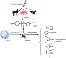 Graphical abstract: Enhanced sulfamethoxazole degradation in soil by immobilized sulfamethoxazole-degrading microbes on bagasse