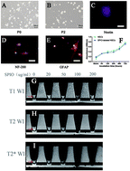 Graphical abstract: Grafted neural stem cells show lesion-specific migration in radiation-injured rat brains