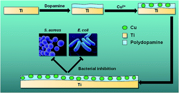 Graphical abstract: Mussel-inspired deposition of copper on titanium for bacterial inhibition and enhanced osseointegration in a periprosthetic infection model