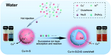 Graphical abstract: Aqueous synthesis of highly fluorescent and stable Cu–In–S/ZnS core/shell nanocrystals for cell imaging