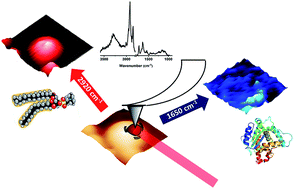 Graphical abstract: Mid-infrared spectroscopy and microscopy of subcellular structures in eukaryotic cells with atomic force microscopy – infrared spectroscopy