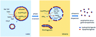 Graphical abstract: One-pot synthesis of ultrafine amphiphilic Janus gold nanoparticles by toluene/water emulsion reaction