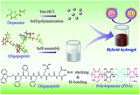Graphical abstract: Construction of poly(dopamine) doped oligopeptide hydrogel