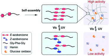 Graphical abstract: A light-responsive multienzyme complex combining cascade enzymes within a peptide-based matrix