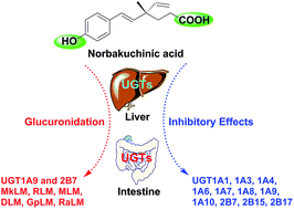 Graphical abstract: Characterization of human UDP-glucuronosyltransferases responsible for glucuronidation and inhibition of norbakuchinic acid, a primary metabolite of hepatotoxicity and nephrotoxicity component bakuchiol in Psoralea corylifolia L.