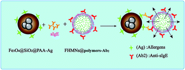 Graphical abstract: A selective and sensitive nanosensor for fluorescent detection of specific IgEs to purified allergens in human serum