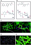 Graphical abstract: Effects of dietary oxidized tyrosine products on insulin secretion via the thyroid hormone T3-regulated TRβ1–Akt–mTOR pathway in the pancreas