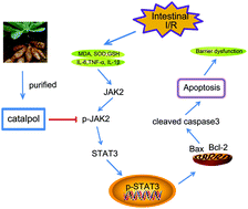 Graphical abstract: p-JAK2 plays a key role in catalpol-induced protection against rat intestinal ischemia/reperfusion injury