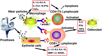 Graphical abstract: Preferential CD8 rather than CD4 T-cell response to wear particles of polyether-ether-ketone and highly cross-linked polyethylene