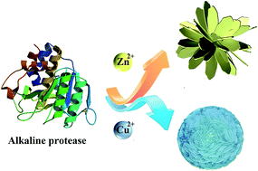 Graphical abstract: Self-assembled hybrid nanomaterials with alkaline protease and a variety of metal ions