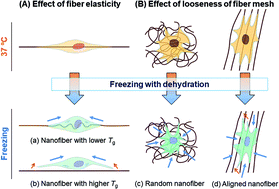 Graphical abstract: Direct cryopreservation of adherent cells on an elastic nanofiber sheet featuring a low glass-transition temperature