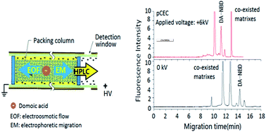 Graphical abstract: Sensitive profiling of trace neurotoxin domoic acid by pressurized capillary electrochromatography with laser-induced fluorescence detection