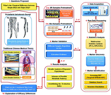 Graphical abstract: An untargeted metabolomics approach to determine component differences and variation in their in vivo distribution between Kuqin and Ziqin, two commercial specifications of Scutellaria Radix