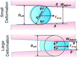 Graphical abstract: Revealing elasticity of largely deformed cells flowing along confining microchannels