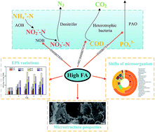 Graphical abstract: Characterizing the free ammonia exposure to the nutrients removal in activated sludge systems