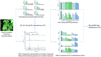 Graphical abstract: Comparative evaluations on phenolic antioxidants of nine adulterants and anti-inflammation of four alternatives with their original herb Erycibe schmidtii