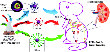 Graphical abstract: Design of bright near-infrared-emitting quantum dots capped with different stabilizing ligands for tumor targeting