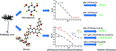 Graphical abstract: Comparative analysis of oxidative mechanisms of phloroglucinol and dieckol by electrochemical, spectroscopic, cellular and computational methods