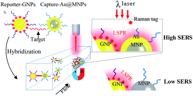 Graphical abstract: SERS detection of microRNA biomarkers for cancer diagnosis using gold-coated paramagnetic nanoparticles to capture SERS-active gold nanoparticles