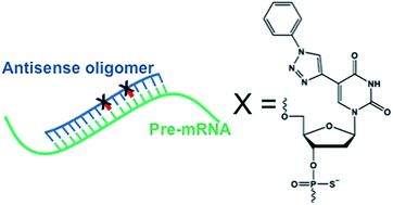 Graphical abstract: Nucleobase-modified antisense oligonucleotides containing 5-(phenyltriazol)-2′-deoxyuridine nucleotides induce exon-skipping in vitro