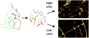 Graphical abstract: On the role of peptide hydrolysis for fibrillation kinetics and amyloid fibril morphology