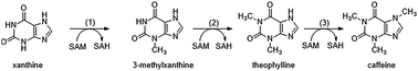 Graphical abstract: Engineering a novel biosynthetic pathway in Escherichia coli for the production of caffeine