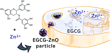 Graphical abstract: Epigallocatechin gallate-zinc oxide co-crystalline nanoparticles as an anticancer drug that is non-toxic to normal cells