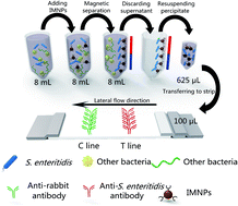 Graphical abstract: Rapid and sensitive detection of Salmonella enteritidis by a pre-concentrated immunochromatographic assay in a large-volume sample system
