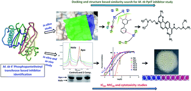 Graphical abstract: A combination of docking and cheminformatics approaches for the identification of inhibitors against 4′ phosphopantetheinyl transferase of Mycobacterium tuberculosis